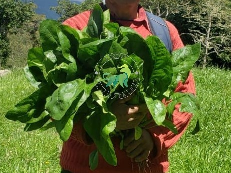 espinaca-chikara-x-500g