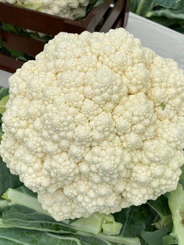 coliflor-snow-mystique-x-2500-semillas