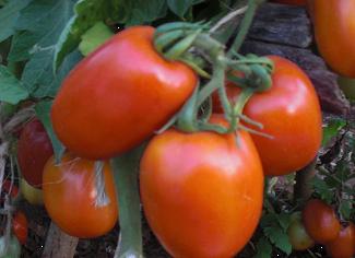 tomate-rambo-f1-x-5000-semillas