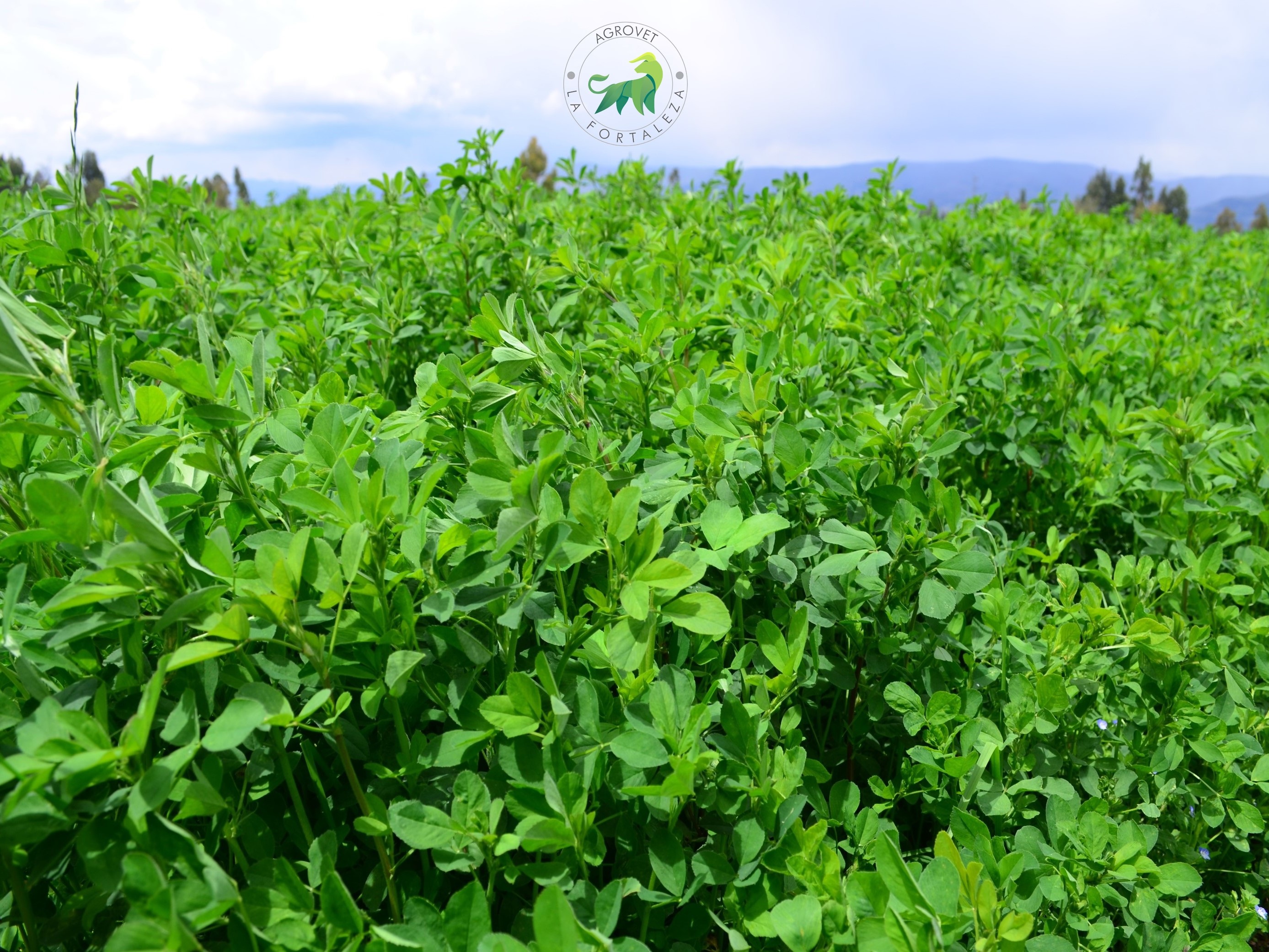 alfalfa-w350