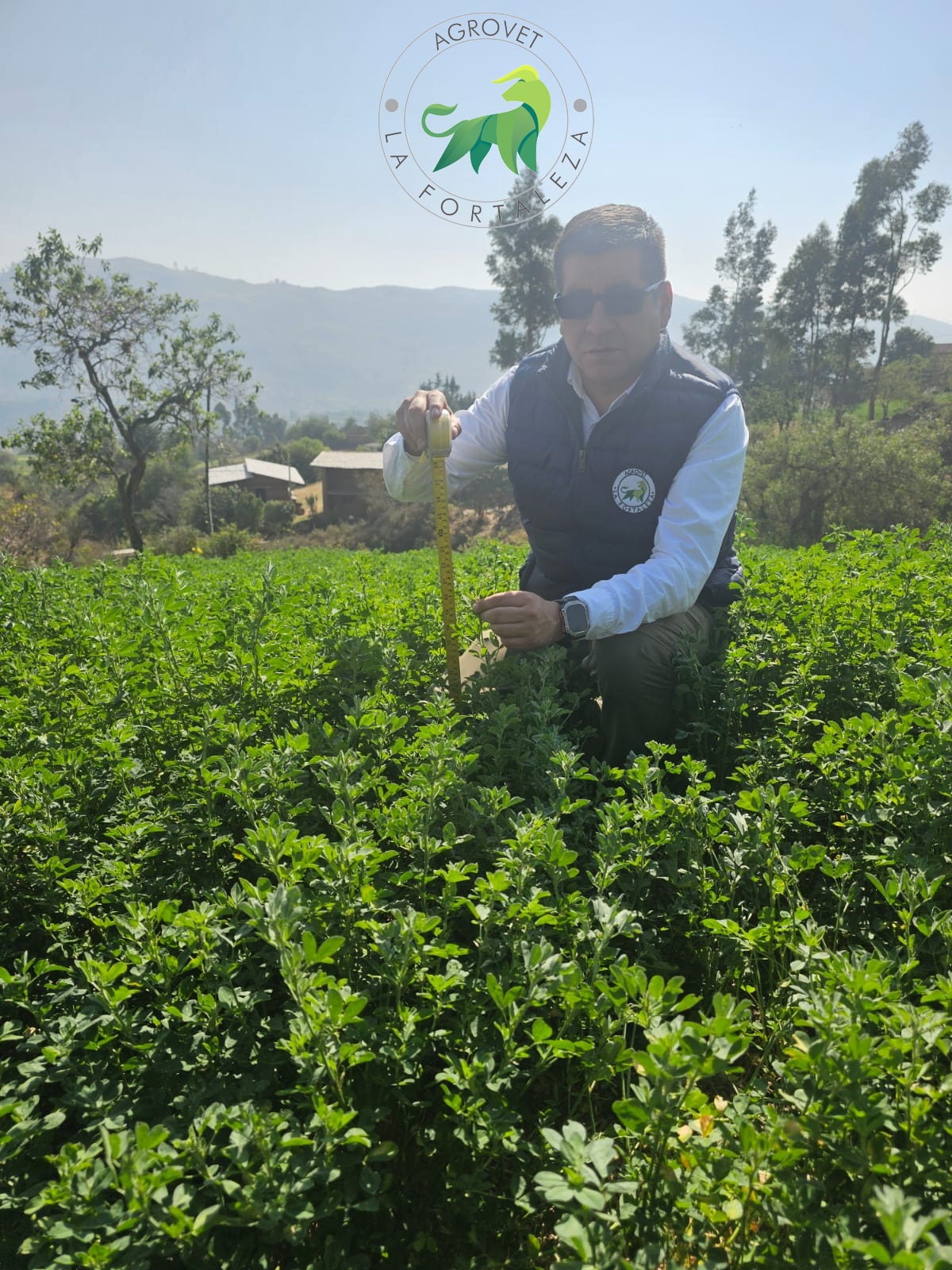 alfalfa-w350