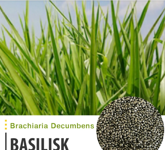 brachiaria-decumbes-basilisk