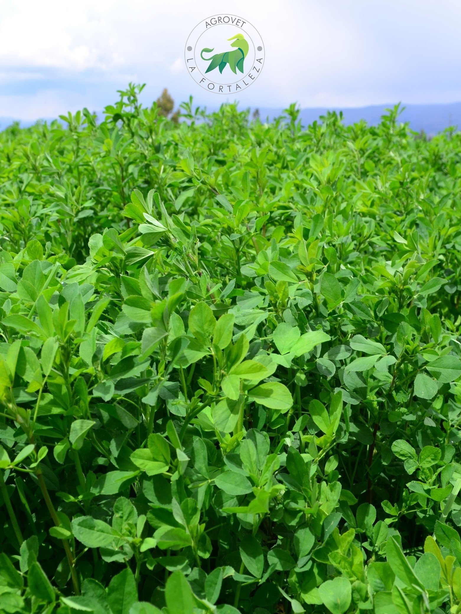 Detalle de Producto - Agrovet La Fortaleza